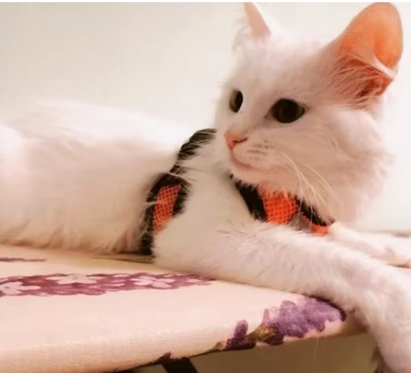 Kat met oranje ademend harnas en loopriem, klaar voor een wandeling.