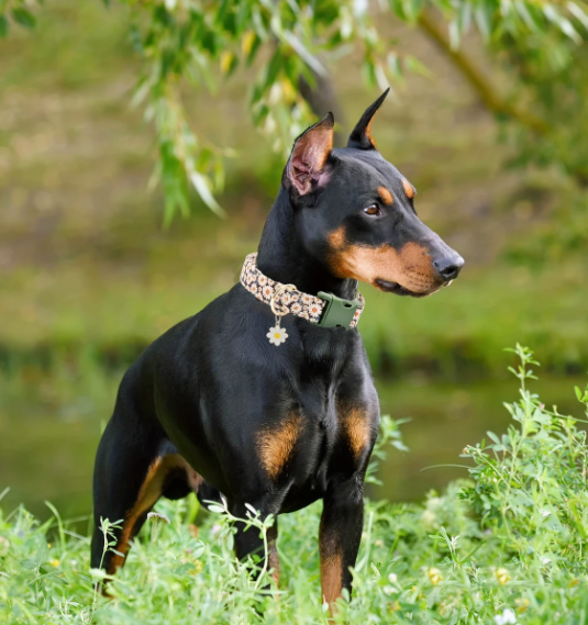 Lichtgewicht halsband met bloemenprint, geschikt voor dagelijks gebruik bij honden.