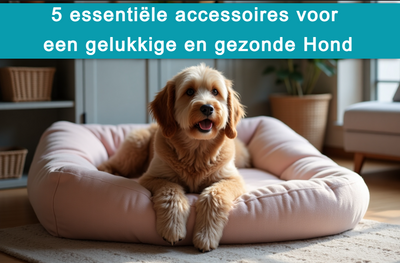 5 Essentiële Accessoires voor een Gelukkige en Gezonde Hond